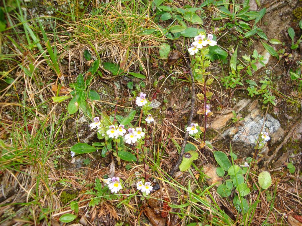 Da determinare - Euphrasia sp.